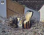 Capi_Dubne_20260612_062503.jpg