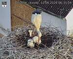Capi_Dubne_20260612_063504.jpg