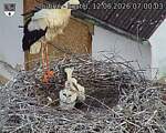 Capi_Dubne_20260612_070003.jpg