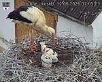 Capi_Dubne_20260612_070503.jpg