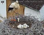 Capi_Dubne_20260612_072003.jpg
