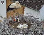Capi_Dubne_20260612_074004.jpg