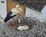 Capi_Dubne_20260612_075004.jpg
