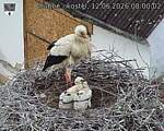 Capi_Dubne_20260612_080003.jpg