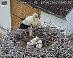 Capi_Dubne_20260612_080502.jpg