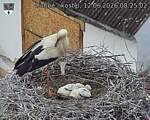 Capi_Dubne_20260612_082502.jpg