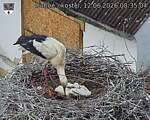 Capi_Dubne_20260612_083504.jpg