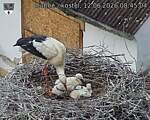 Capi_Dubne_20260612_084504.jpg