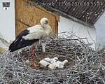Capi_Dubne_20260612_085504.jpg