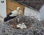 Capi_Dubne_20260612_090002.jpg