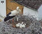 Capi_Dubne_20260612_090504.jpg
