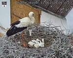 Capi_Dubne_20260612_091003.jpg