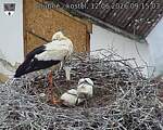 Capi_Dubne_20260612_091503.jpg