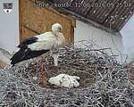 Capi_Dubne_20260612_092504.jpg
