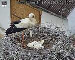 Capi_Dubne_20260612_093004.jpg