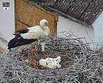 Capi_Dubne_20260612_093503.jpg