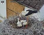 Capi_Dubne_20260612_094503.jpg