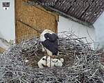 Capi_Dubne_20260612_100004.jpg