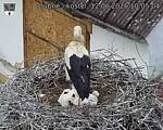 Capi_Dubne_20260612_100504.jpg