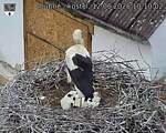 Capi_Dubne_20260612_101002.jpg