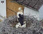 Capi_Dubne_20260612_101504.jpg