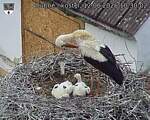 Capi_Dubne_20260612_103002.jpg