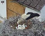 Capi_Dubne_20260612_103502.jpg