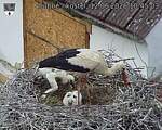 Capi_Dubne_20260612_104503.jpg