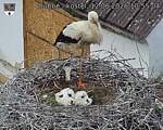 Capi_Dubne_20260612_105504.jpg