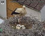 Capi_Dubne_20260612_110004.jpg