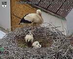 Capi_Dubne_20260612_111003.jpg