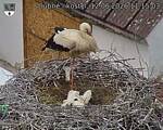 Capi_Dubne_20260612_111503.jpg