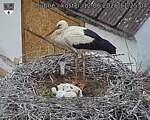 Capi_Dubne_20260612_112504.jpg