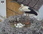 Capi_Dubne_20260612_113004.jpg