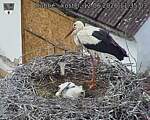 Capi_Dubne_20260612_113503.jpg