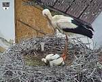 Capi_Dubne_20260612_114002.jpg
