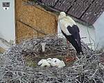 Capi_Dubne_20260612_115004.jpg