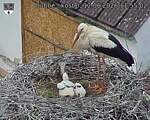 Capi_Dubne_20260612_115502.jpg