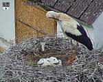 Capi_Dubne_20260612_120004.jpg
