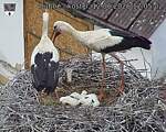 Capi_Dubne_20260612_120502.jpg