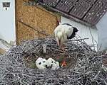 Capi_Dubne_20260612_121503.jpg
