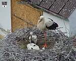 Capi_Dubne_20260612_122004.jpg