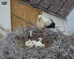 Capi_Dubne_20260612_123004.jpg
