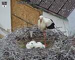 Capi_Dubne_20260612_123503.jpg