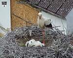 Capi_Dubne_20260612_124003.jpg