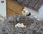 Capi_Dubne_20260612_125002.jpg