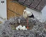 Capi_Dubne_20260612_125503.jpg