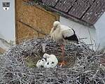 Capi_Dubne_20260612_130003.jpg