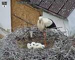 Capi_Dubne_20260612_131004.jpg