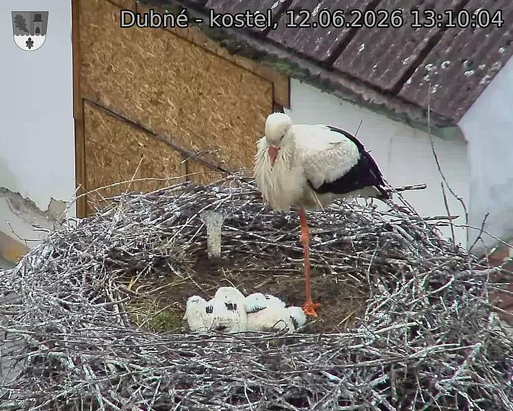 Capi_Dubne_20260612_131004.jpg (1350&nbsp;x&nbsp;1080)